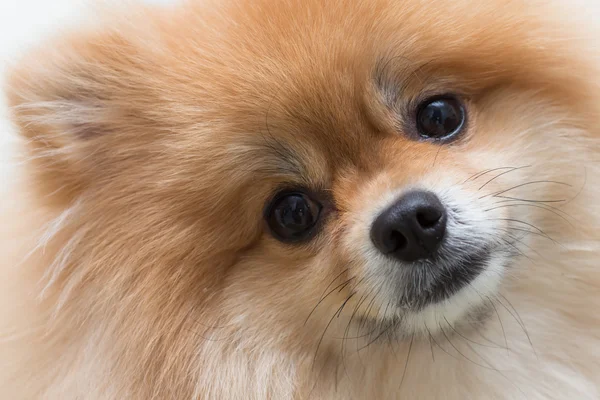 Puppy Pommeren hond schattig huisdieren in huis, close-up beeld — Stockfoto