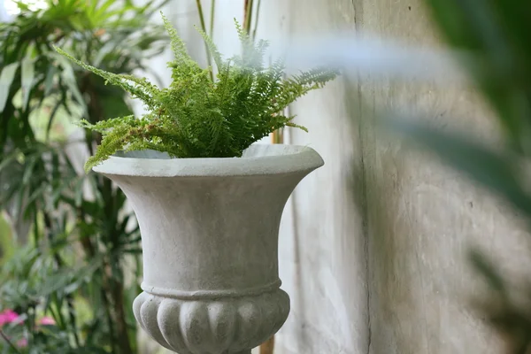 Küçük ağaç taş pot bitki vintage Bahçe dekore edilmiştir.