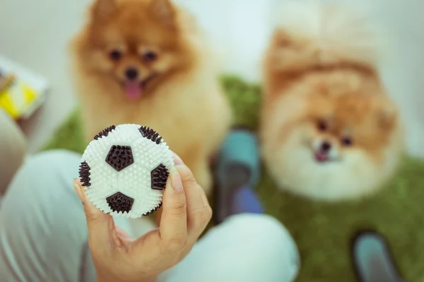 Cute pets pomeranian dog happy playing ball in home — Stock Photo, Image