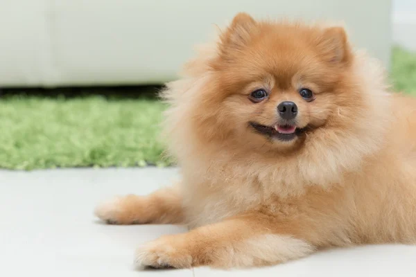 ポメラニアン犬の家で幸せなかわいいペット — ストック写真