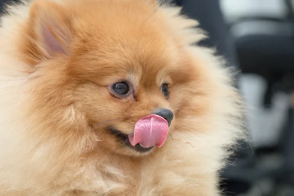 Pomeranian köpek sevimli hayvanlar aç maması, closeup yüz görüntü — Stok fotoğraf