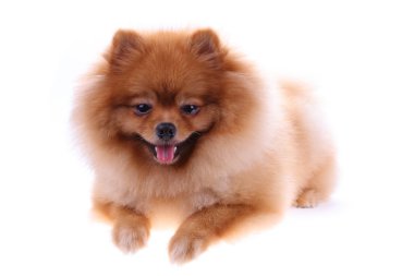 kahverengi Pomeranya köpeği beyaz zemin üzerine sevimli hayvan izole.