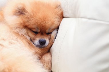 Beyaz deri koltukta uyuyan Pomeranian köpek sevimli hayvanlar