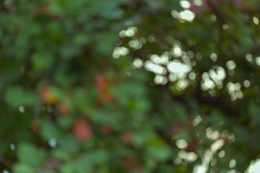 Doğal arka plan, yeşil ve turuncu yaprak sonbahar