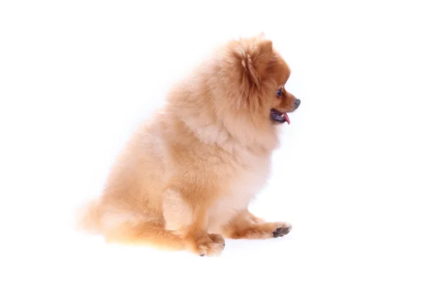 Perro pomerania marrón aislado sobre fondo blanco, linda mascota — Foto de Stock