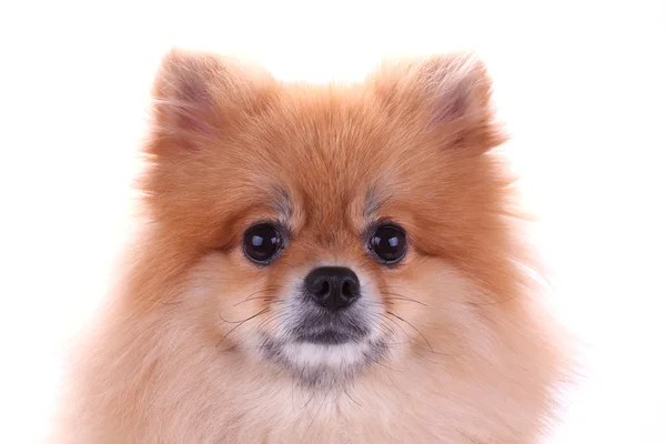 Chien poméranien brun isolé sur fond blanc, animal mignon — Photo