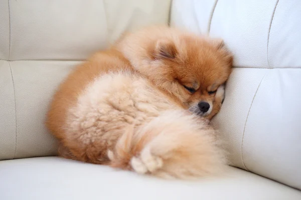 Chien poméranien animaux mignons dormant sur canapé en cuir blanc — Photo