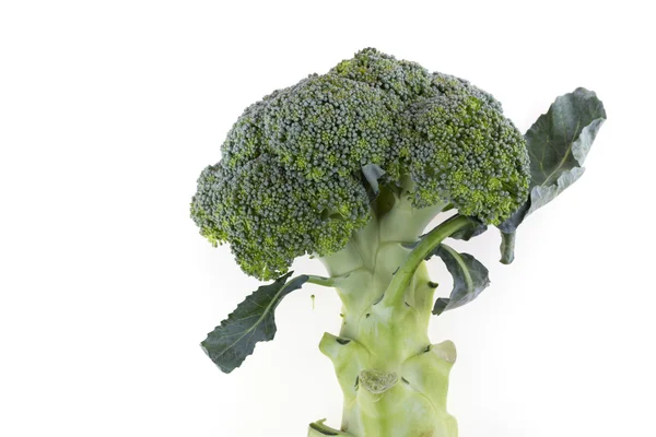 Green broccoli vegetable isolated — Stock Photo, Image