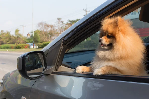 Pomerániai kutya aranyos háziállat, autó — Stock Fotó