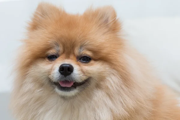 Puppy Pommeren hond schattig huisdieren in huis, close-up beeld — Stockfoto