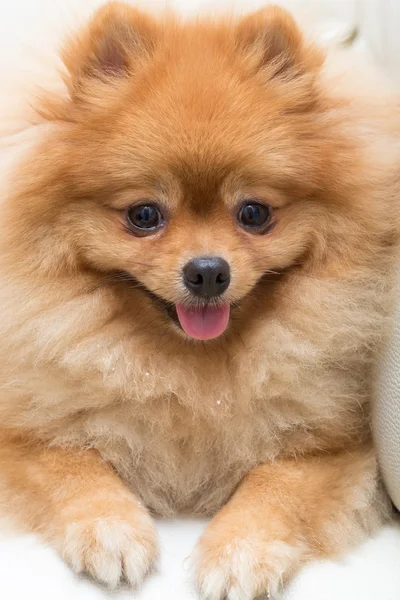 Pomeranian 강아지 귀여운 애완 동물에 가정, 클로즈업 이미지 — 스톡 사진