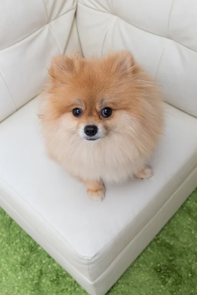 Valp pomeranian hund söta husdjur sitter på vit soffa möbler — Stockfoto