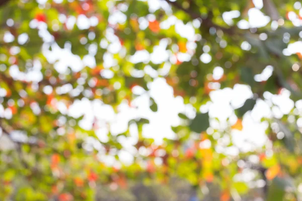 イメージ デフォーカスぼかしの背景の木の自然を緑します。 — ストック写真