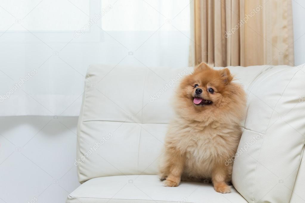 Welpen Hunde-Pommern süße Haustiere sitzt auf einem weißen Sofa Möbel — Stockfoto © Sutichak ...