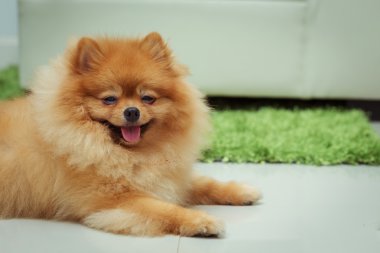 Pomeranian köpek sevimli hayvanlar mutlu ev
