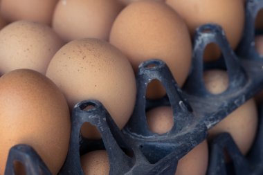 Taze organik yumurta tavuk çiftliği tarım Satılık