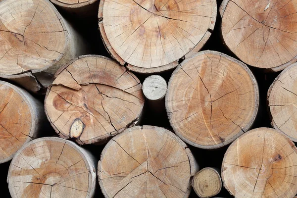 Wood logs texture of aged annual rings — Stock Photo, Image