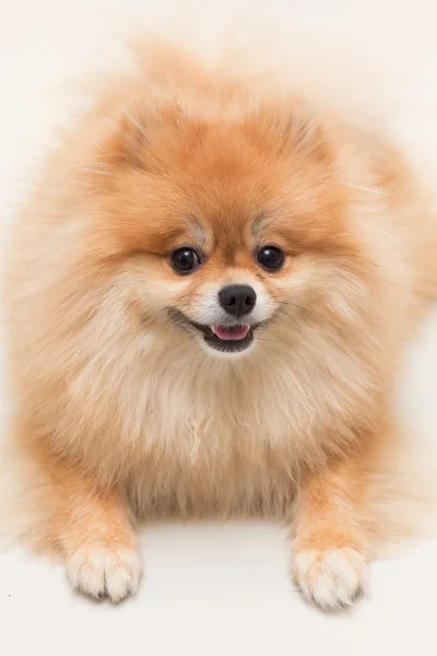 Pomeranian σκύλος χαριτωμένα κατοικίδια ζώα ευτυχισμένη στο σπίτι — Φωτογραφία Αρχείου