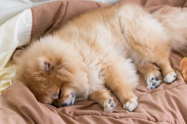 かわいいペット ハウス、ポメラニアンの犬を自宅のベッドで寝ています。 — ストック写真