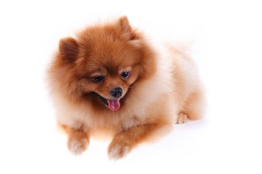 kahverengi Pomeranya köpeği beyaz zemin üzerine sevimli hayvan izole.