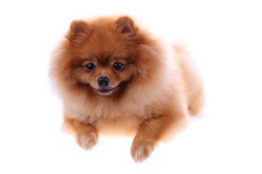 kahverengi Pomeranya köpeği beyaz zemin üzerine sevimli hayvan izole.