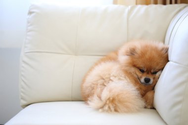 Beyaz deri koltukta uyuyan Pomeranian köpek sevimli hayvanlar