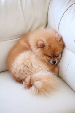 Beyaz deri koltukta uyuyan Pomeranian köpek sevimli hayvanlar