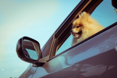 Arabada Pomeranian köpek sevimli hayvanlar