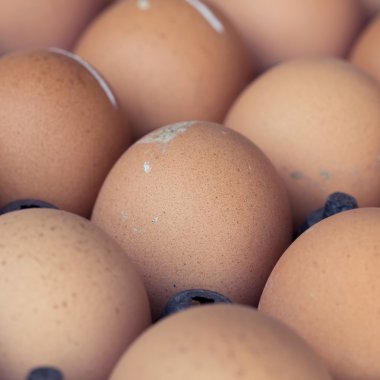 Taze organik yumurta tavuk çiftliği tarım Satılık