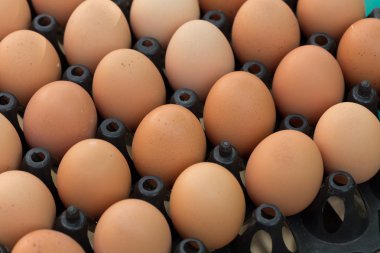 Taze organik yumurta tavuk çiftliği tarım Satılık