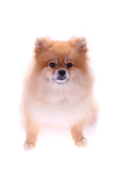 Perro pomerania marrón aislado sobre fondo blanco, linda mascota — Foto de Stock