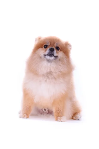 Brun pomeranian hund isolerad på vit bakgrund, söta husdjur — Stockfoto