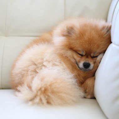 Beyaz deri koltukta uyuyan Pomeranian köpek sevimli hayvanlar