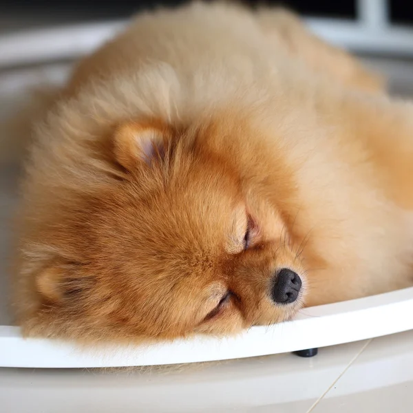 Pomeranian perro lindo mascotas durmiendo en casa — Foto de Stock