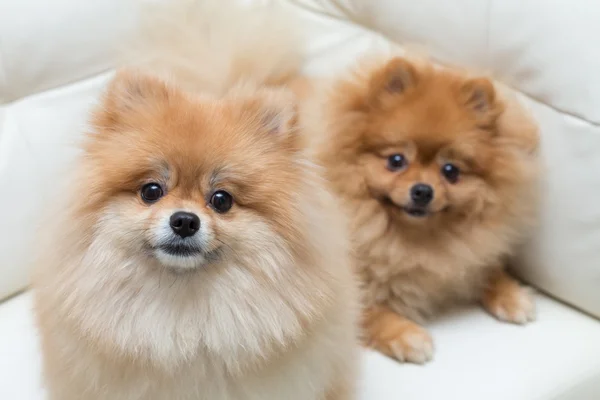 Cachorro pomeranian perro lindo mascotas sentado en blanco sofá muebles — Foto de Stock