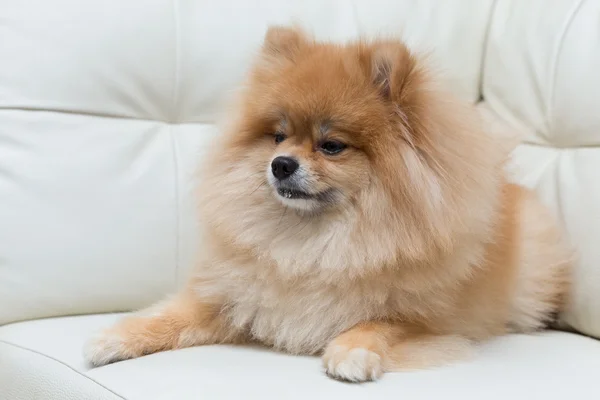 Welpen Pommerschen Hund niedliche Haustiere — Stockfoto