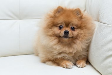 köpek yavrusu pomeranian köpek sevimli hayvanlar
