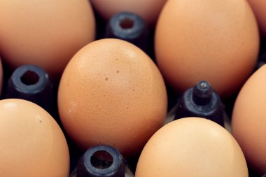 Taze organik yumurta tavuk çiftliği tarım Satılık