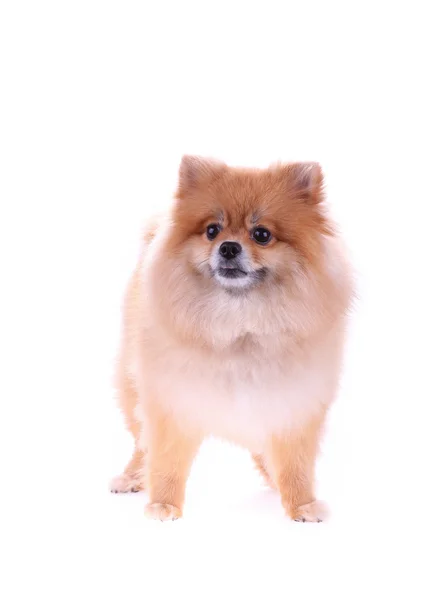 Brun pomeranian hund isolerad på vit bakgrund, söta husdjur — Stockfoto