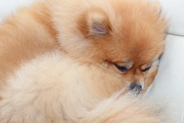 Pomerania perro lindo mascotas durmiendo en blanco sofá de cuero — Foto de Stock