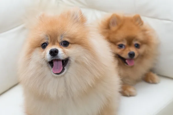 Puppy pomeranian dog cute pets sitting on white sofa furniture — Stock Photo, Image