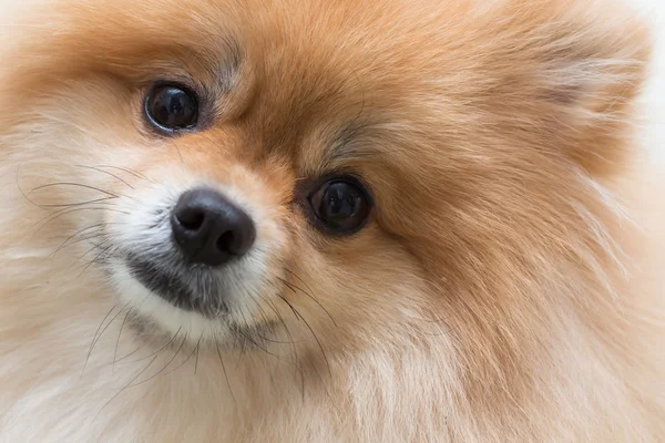 Valp pomeranian hund söta husdjur i hemmet, närbild bild — Stockfoto