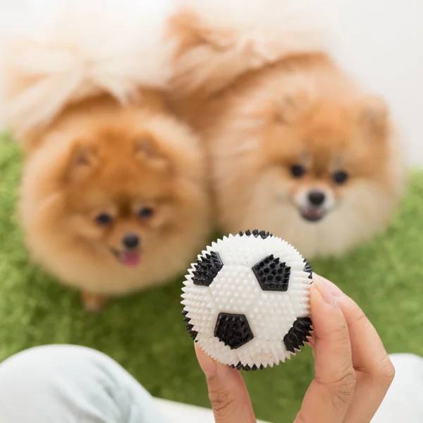 Cute pets pomeranian dog happy playing ball in home — Stock Photo, Image