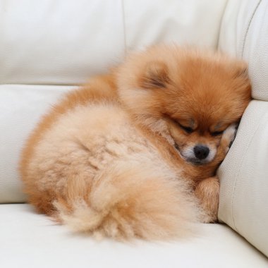 Beyaz deri koltukta uyuyan Pomeranian köpek sevimli hayvanlar