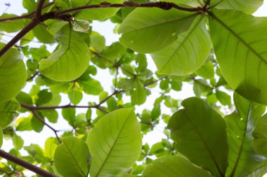 ağaç üzerinde arka planını yeşil çevre doğa yeşil yaprak