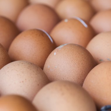 fresh organic eggs from chicken farm agriculture for sale at the