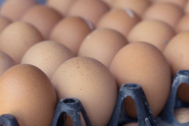 Taze organik yumurta tavuk çiftliği tarım Satılık