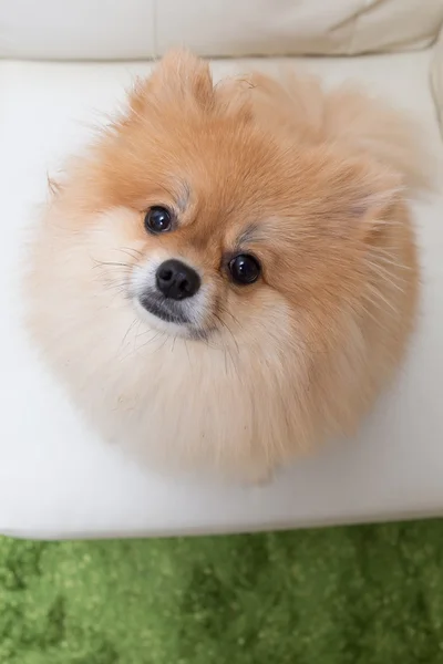 Cachorro pomeranian perro lindo mascotas —  Fotos de Stock