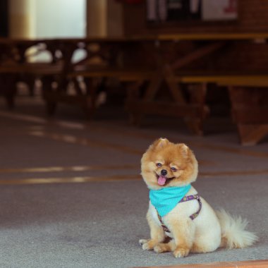 mutlu gülümseme Pomeranian köpek oturma sevimli hayvanlar