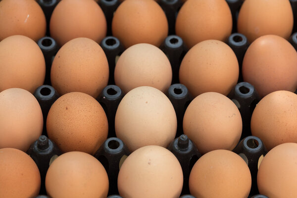 Fresh organic eggs from chicken farm agriculture for sale